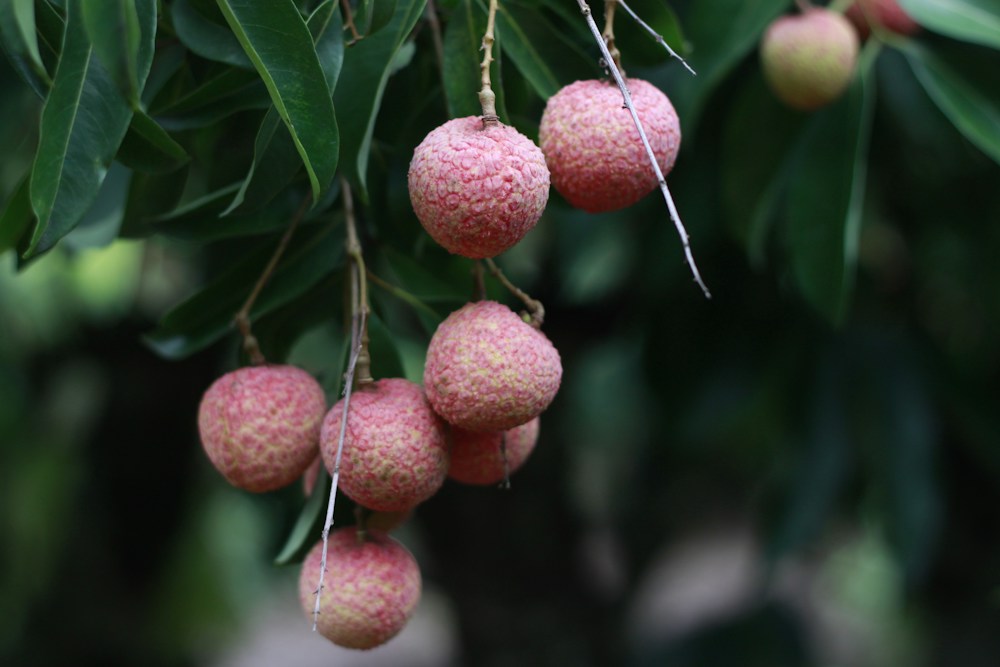 Lychee