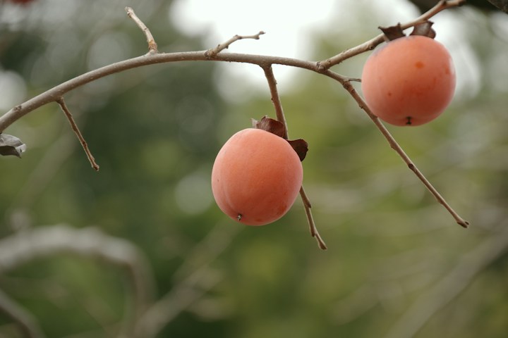 Persimmons